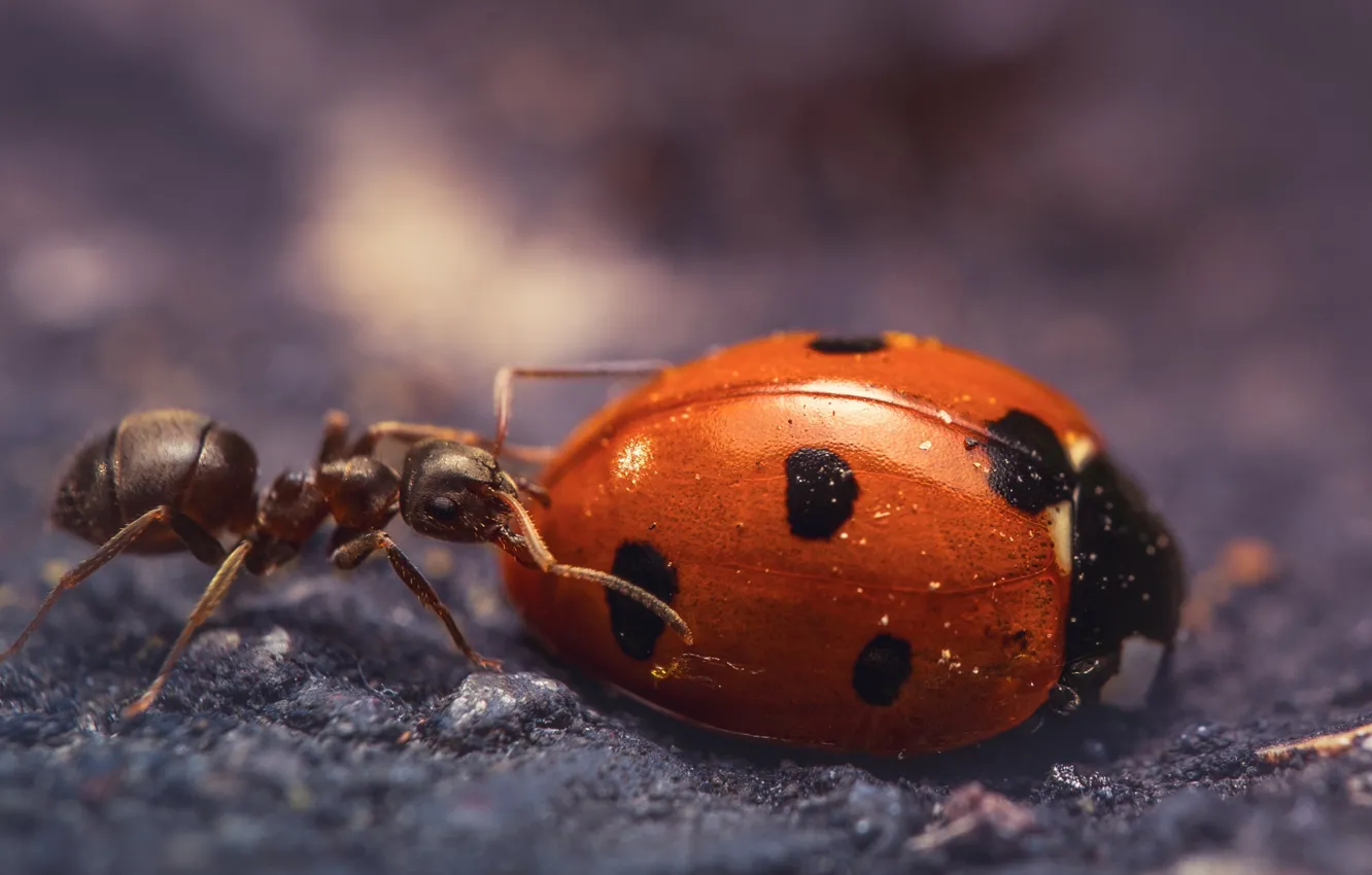Photo wallpaper macro, ladybug, beetle, ants, insect