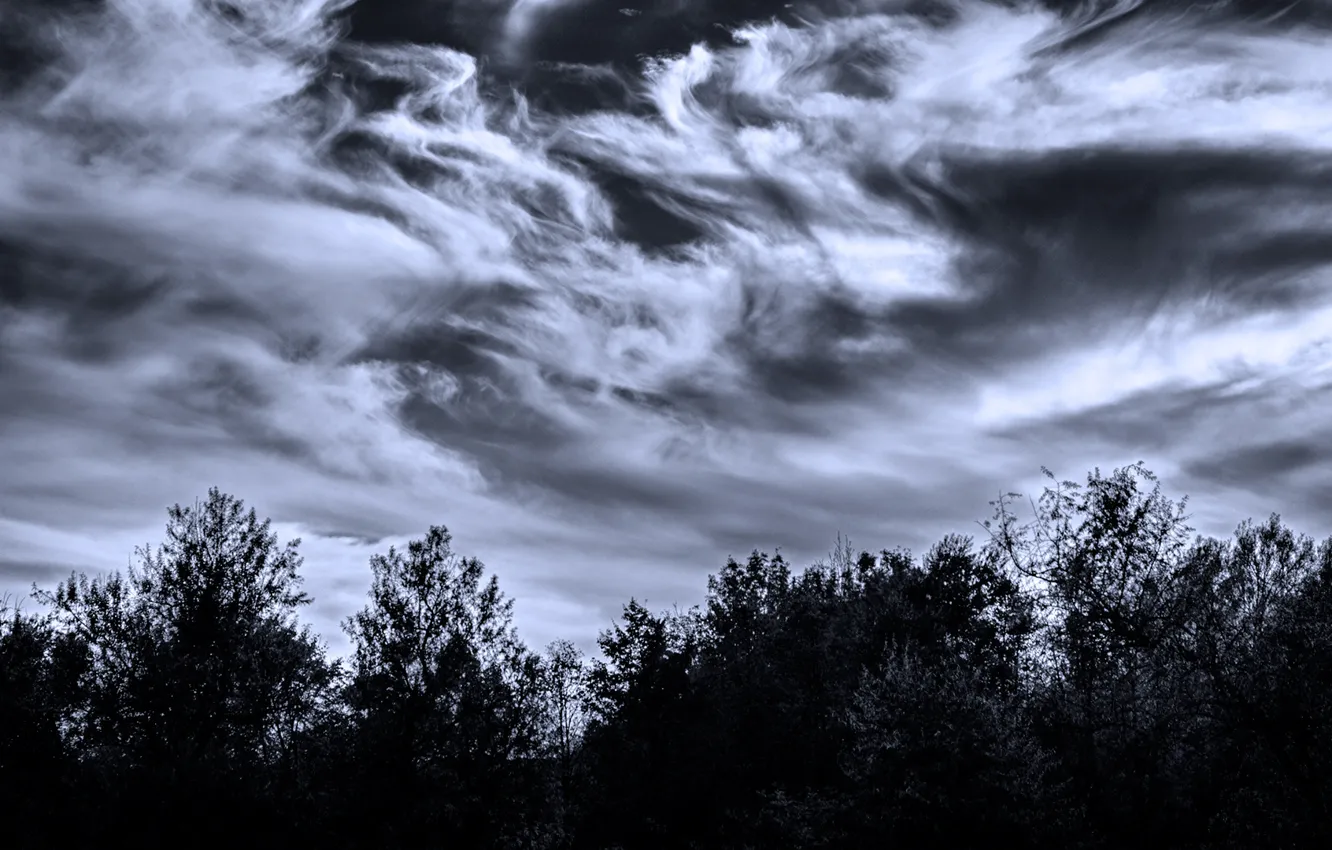 Photo wallpaper the sky, clouds, trees, twilight, fancy