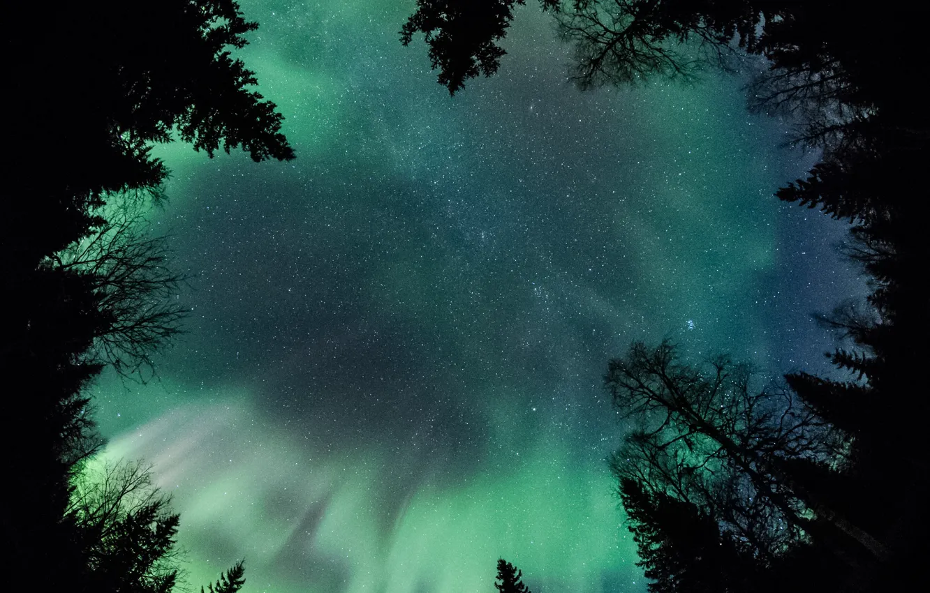 Photo wallpaper forest, the sky, stars, trees, night, Northern lights