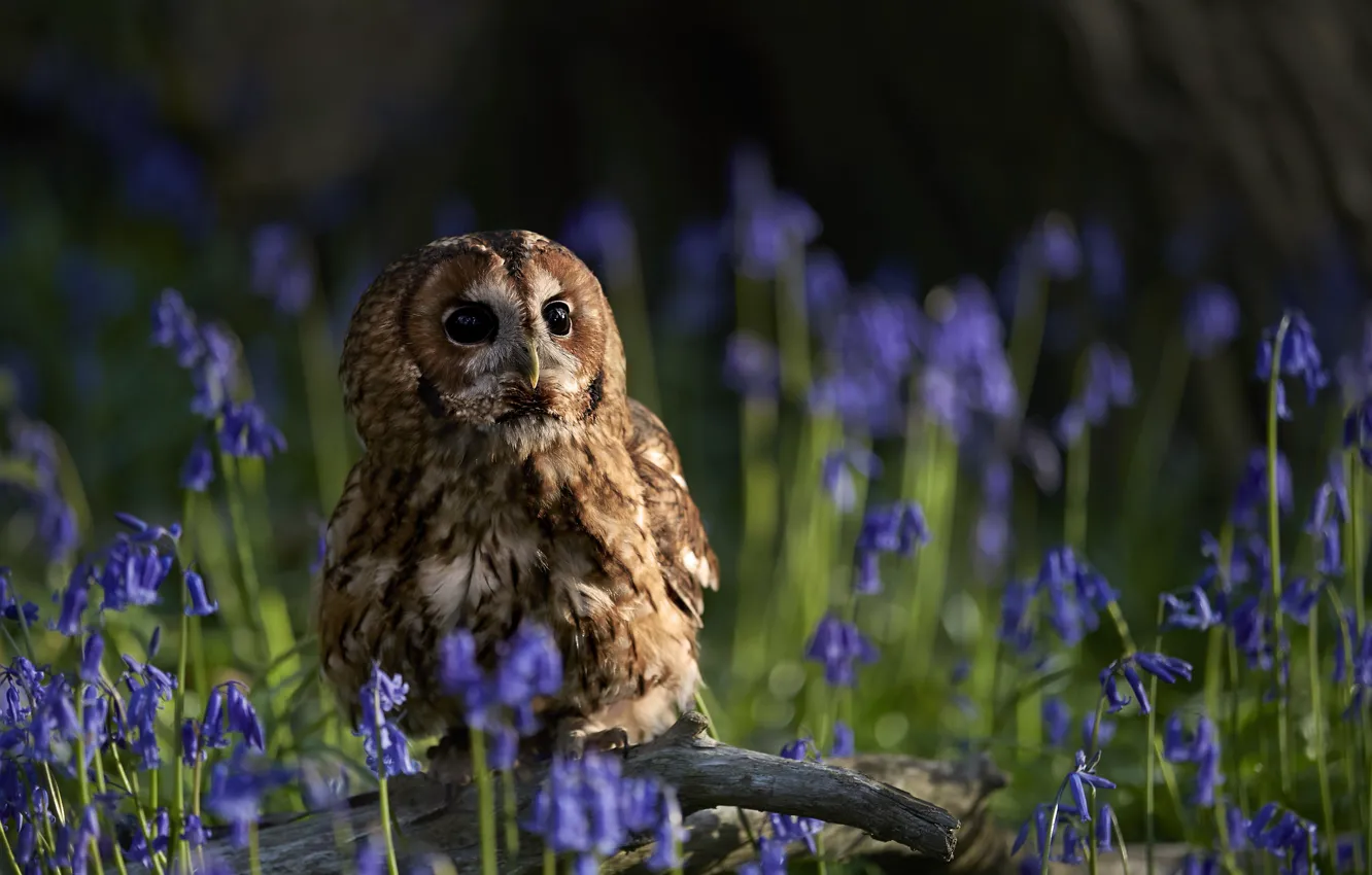 Photo wallpaper owl, bird, snag, bells, bokeh, owl