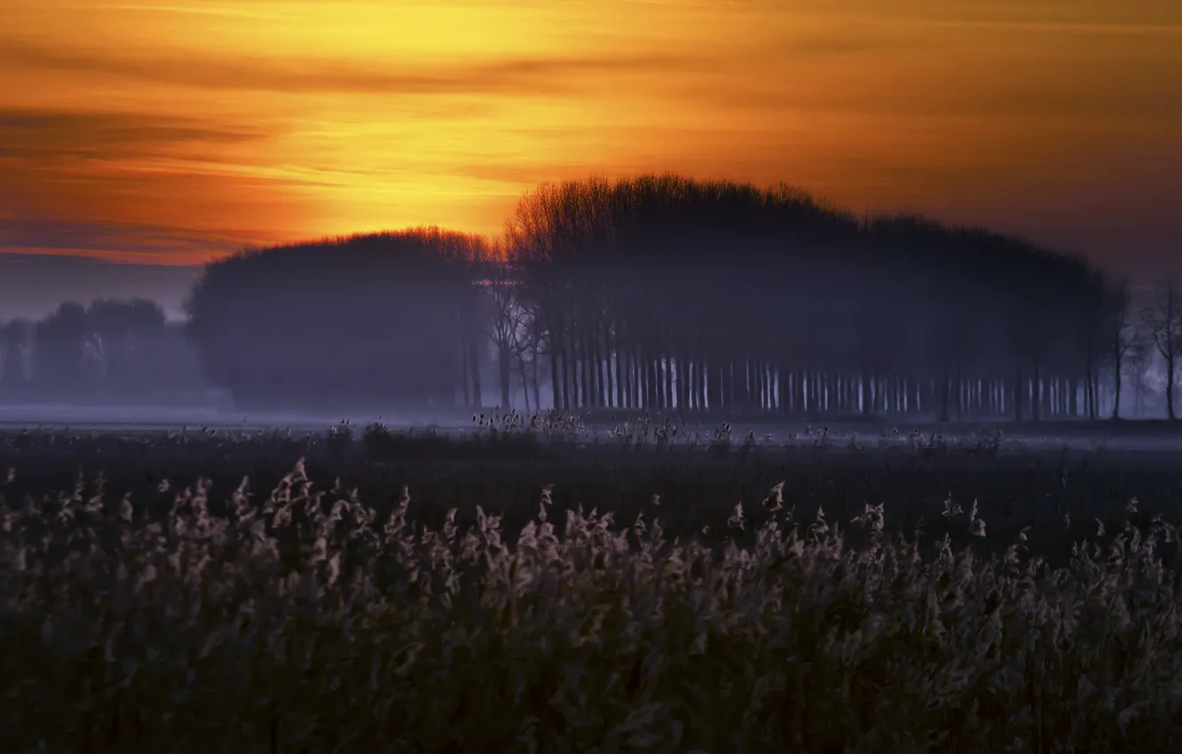 Photo wallpaper night, nature, fog