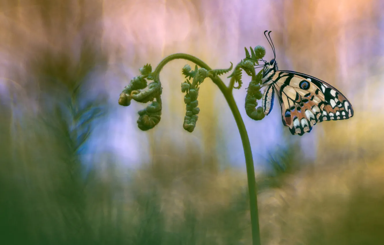 Photo wallpaper background, butterfly, insect, fern, Wallpaper from lolita777