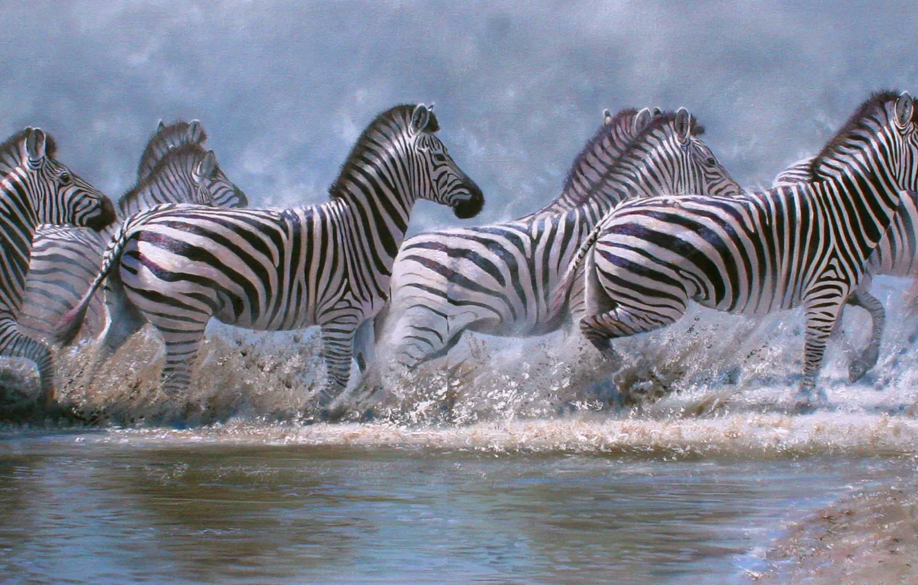 Photo wallpaper Water, Picture, Zebra, Wildlife, British animal artist, Pip McGarry, Pip McGarry, Running Zebras