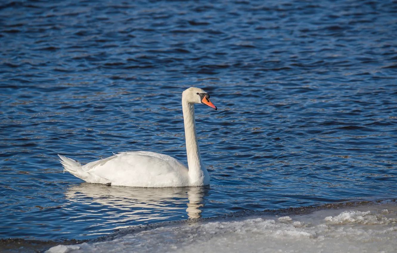 Photo wallpaper river, bird, swans