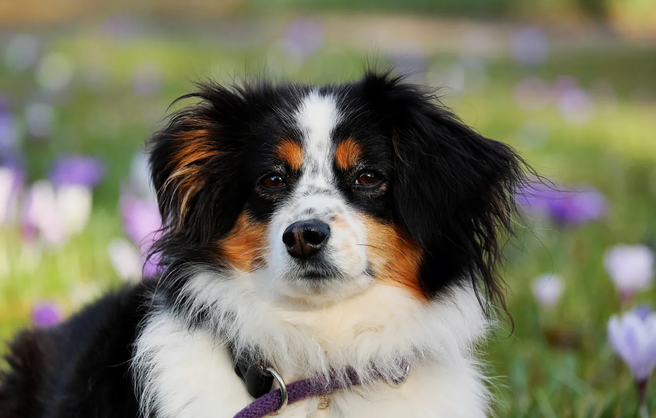 Photo wallpaper animal, dog, black and white