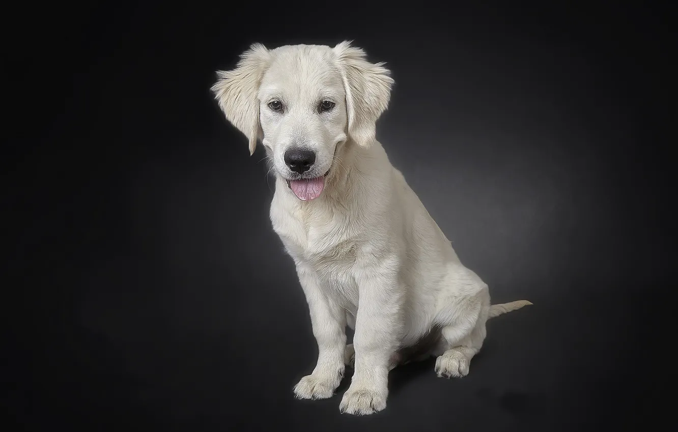 Photo wallpaper background, each, dog