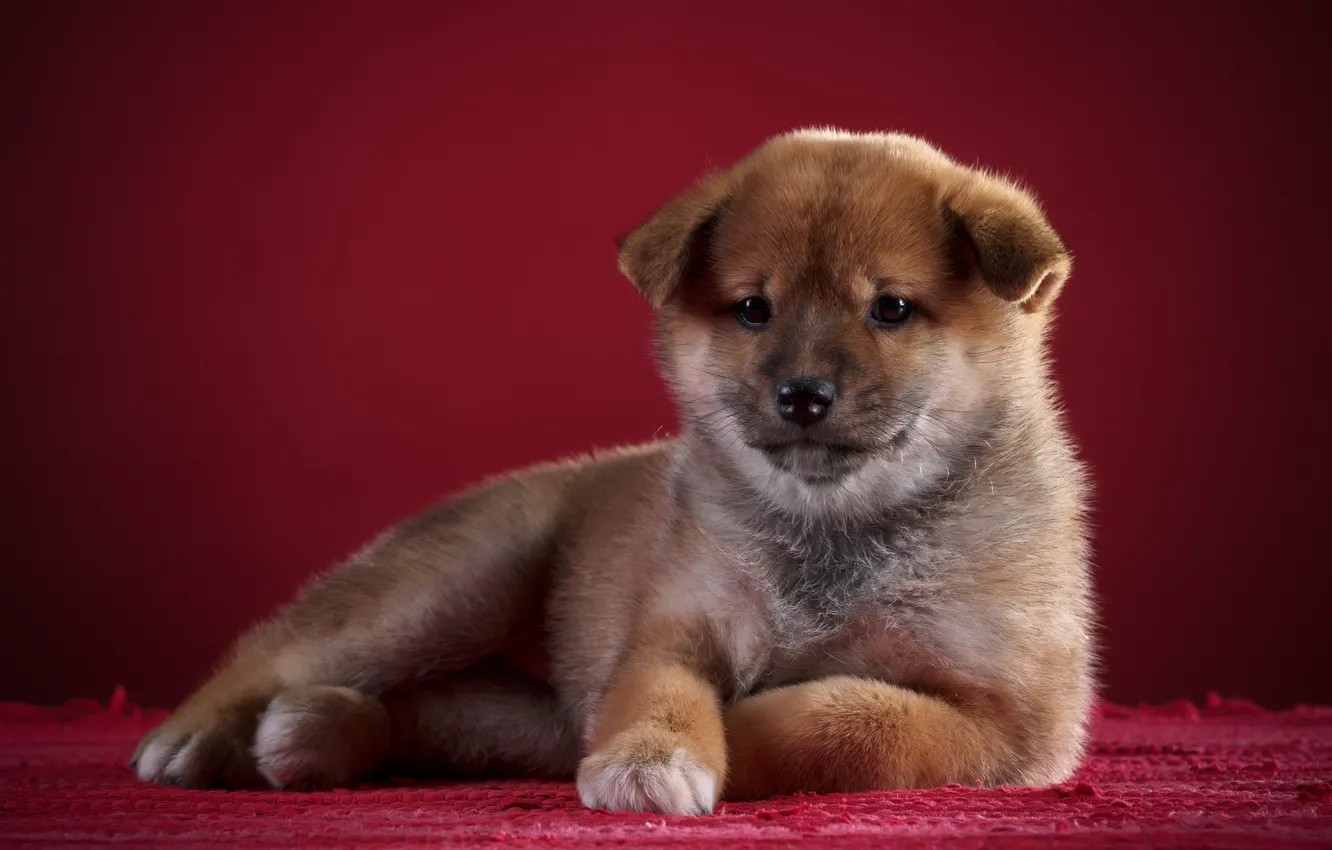 Photo wallpaper stay, dog, puppy