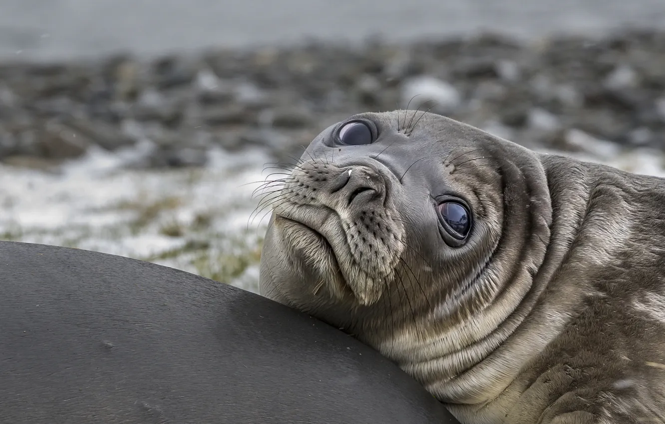 Photo wallpaper sea, look, shore, seal, cub, face, mom, elephant