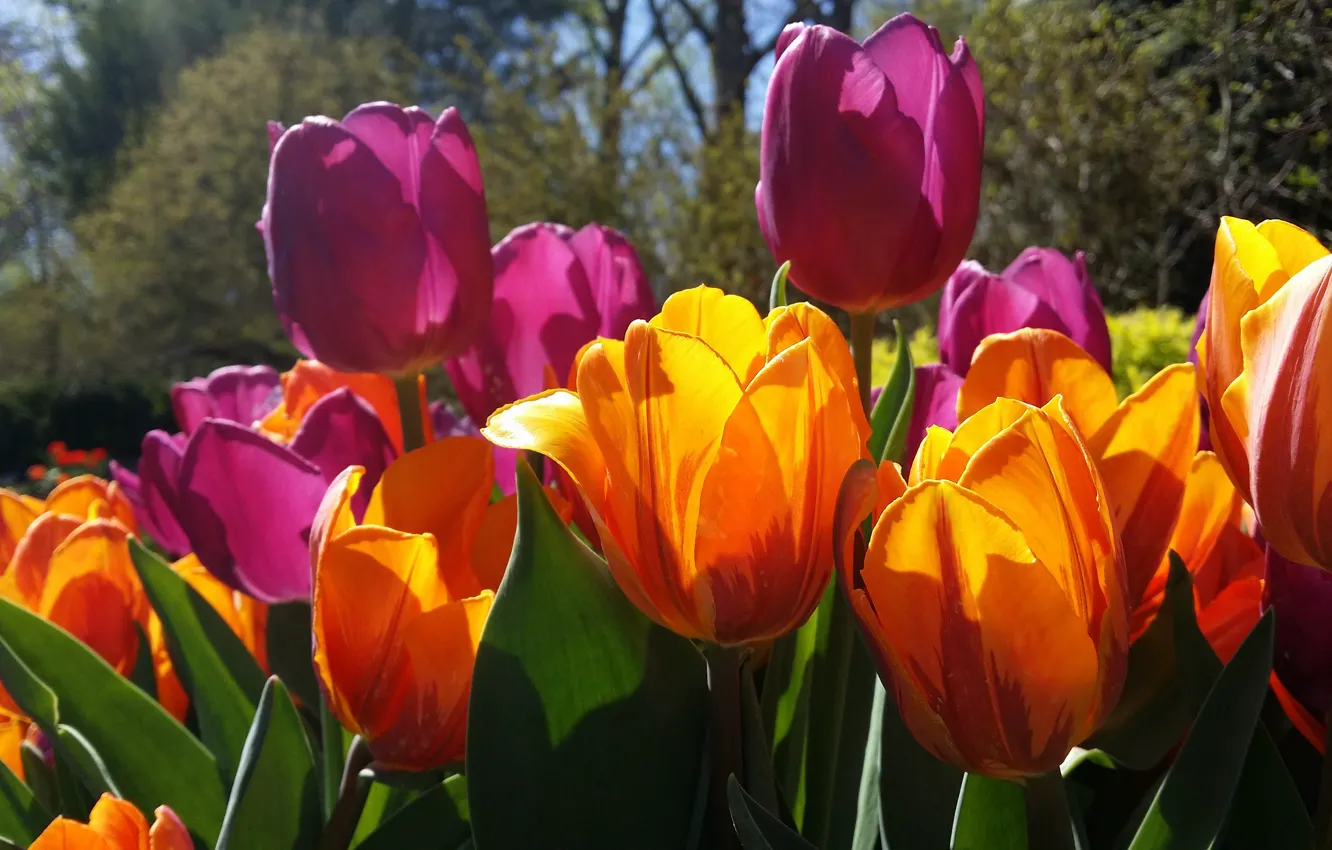 Photo wallpaper light, flowers, bright, spring, garden, tulips, orange, buds