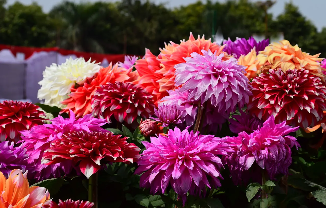 Photo wallpaper red, flowers, garden, dahlias, pink, flowerbed