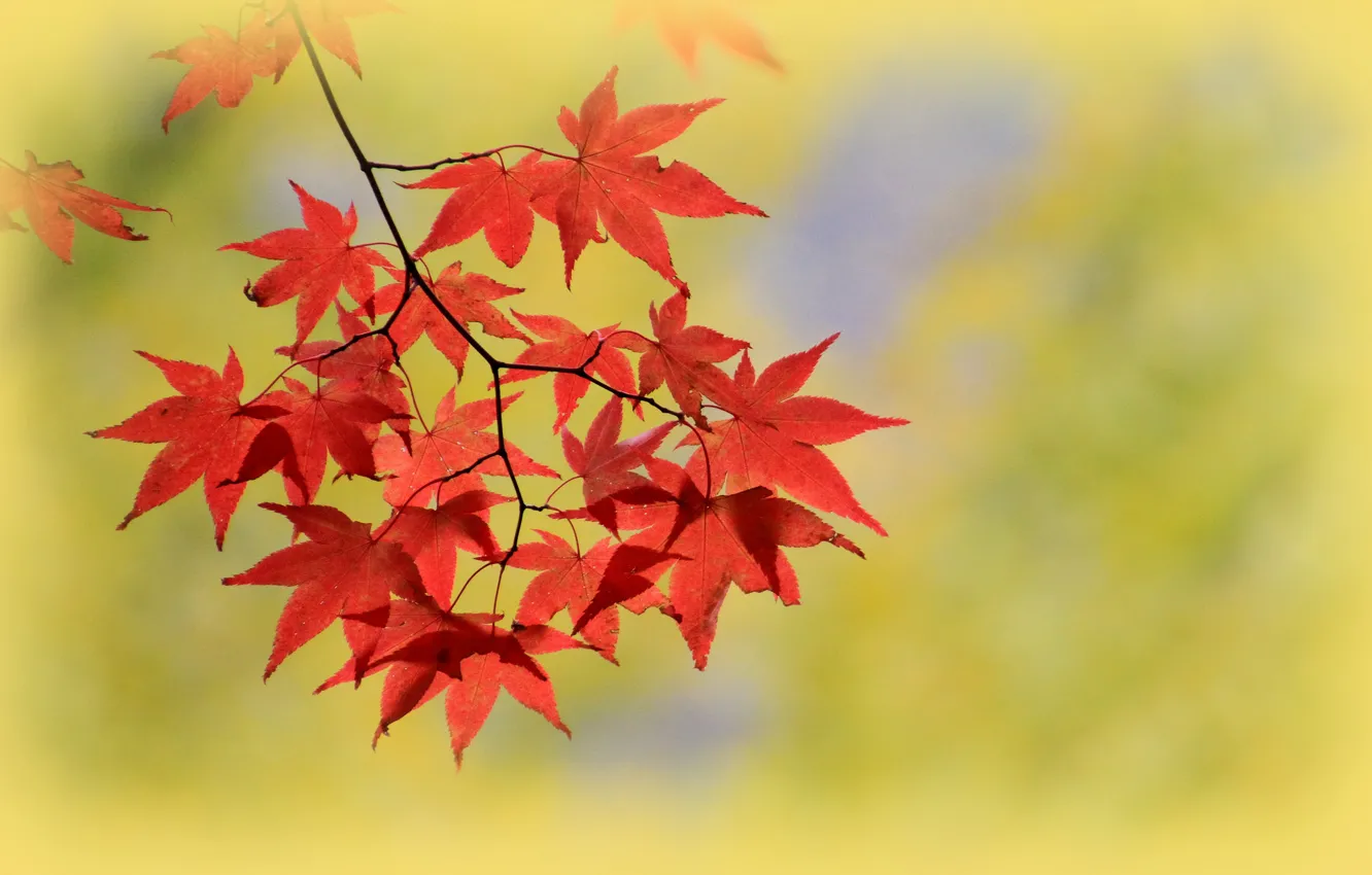 Photo wallpaper autumn, leaves, macro, branch, maple