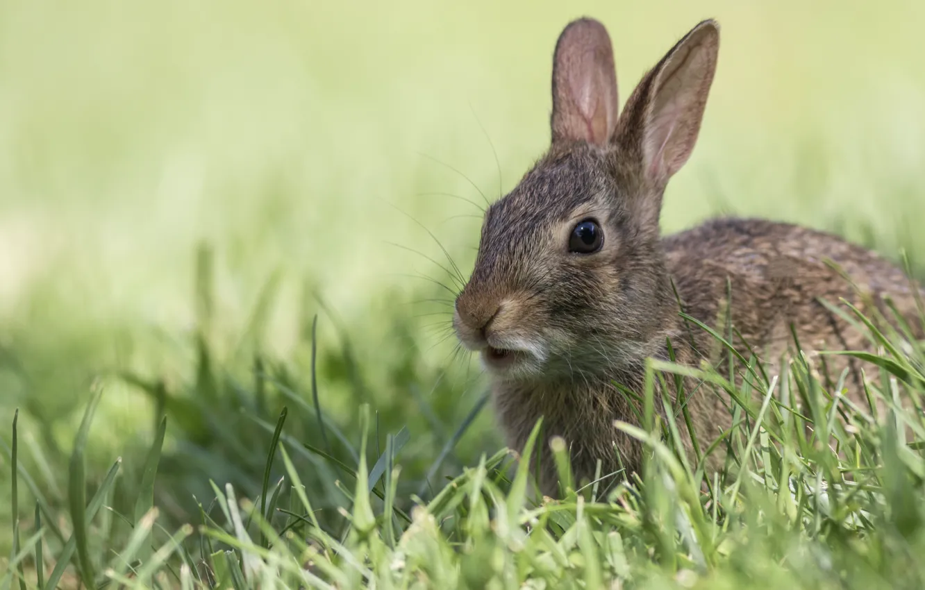 Photo wallpaper grass, hare, rabbit