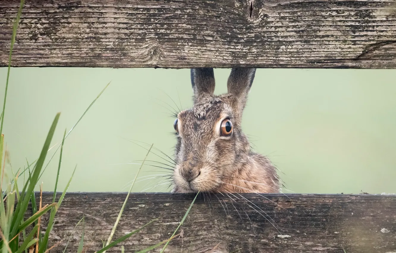 Photo wallpaper nature, the fence, hare