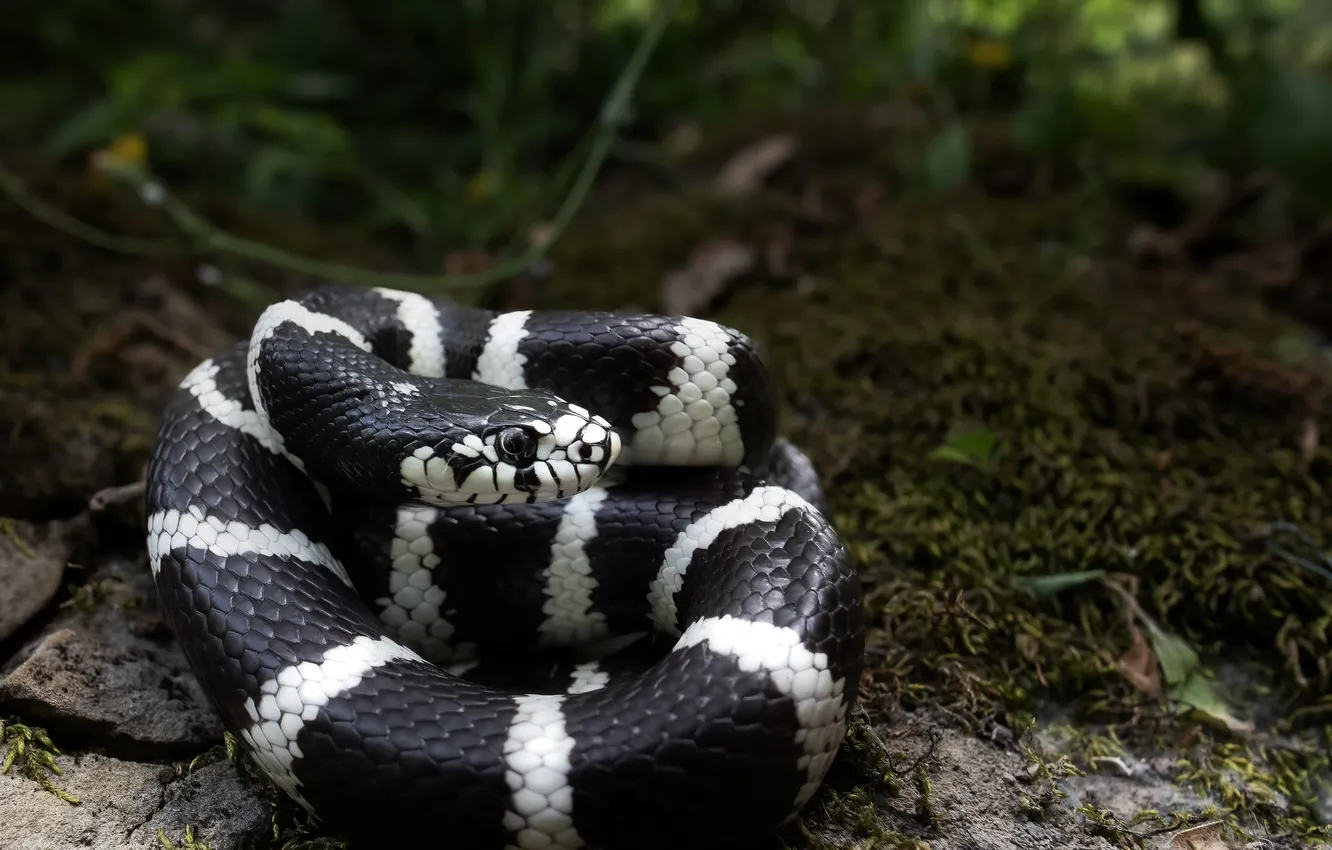 Photo wallpaper nature, snake, striped