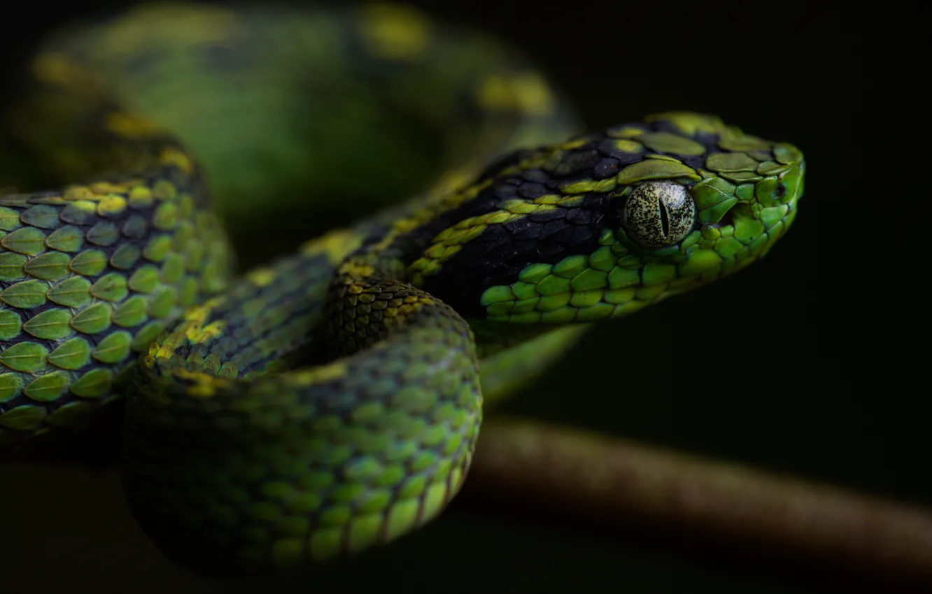 Photo wallpaper look, face, green, the dark background, snake, scales, bitches, reptile