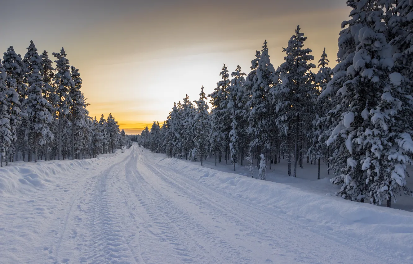 Photo wallpaper winter, road, forest