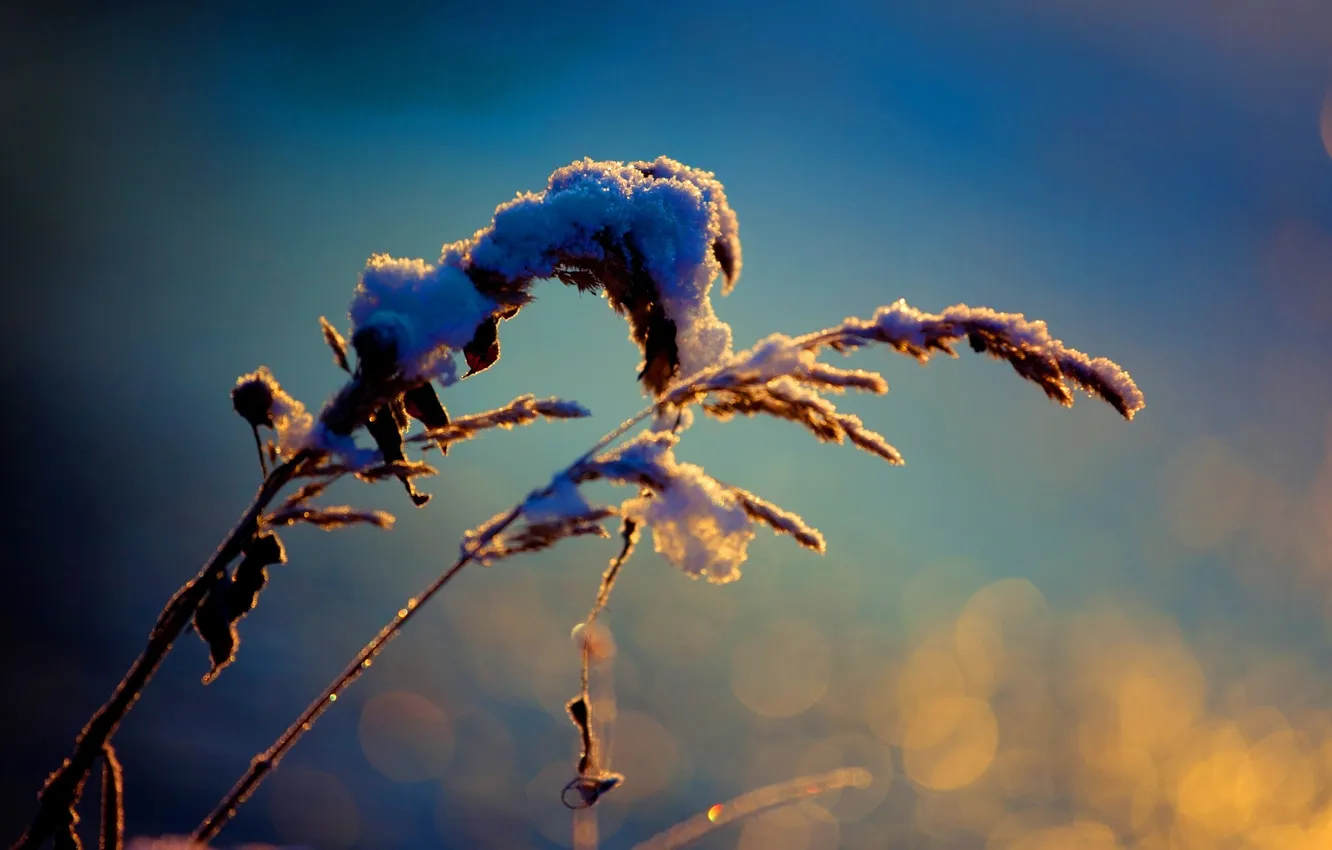 Photo wallpaper macro, snow, nature, photo, background, Wallpaper, plant, color