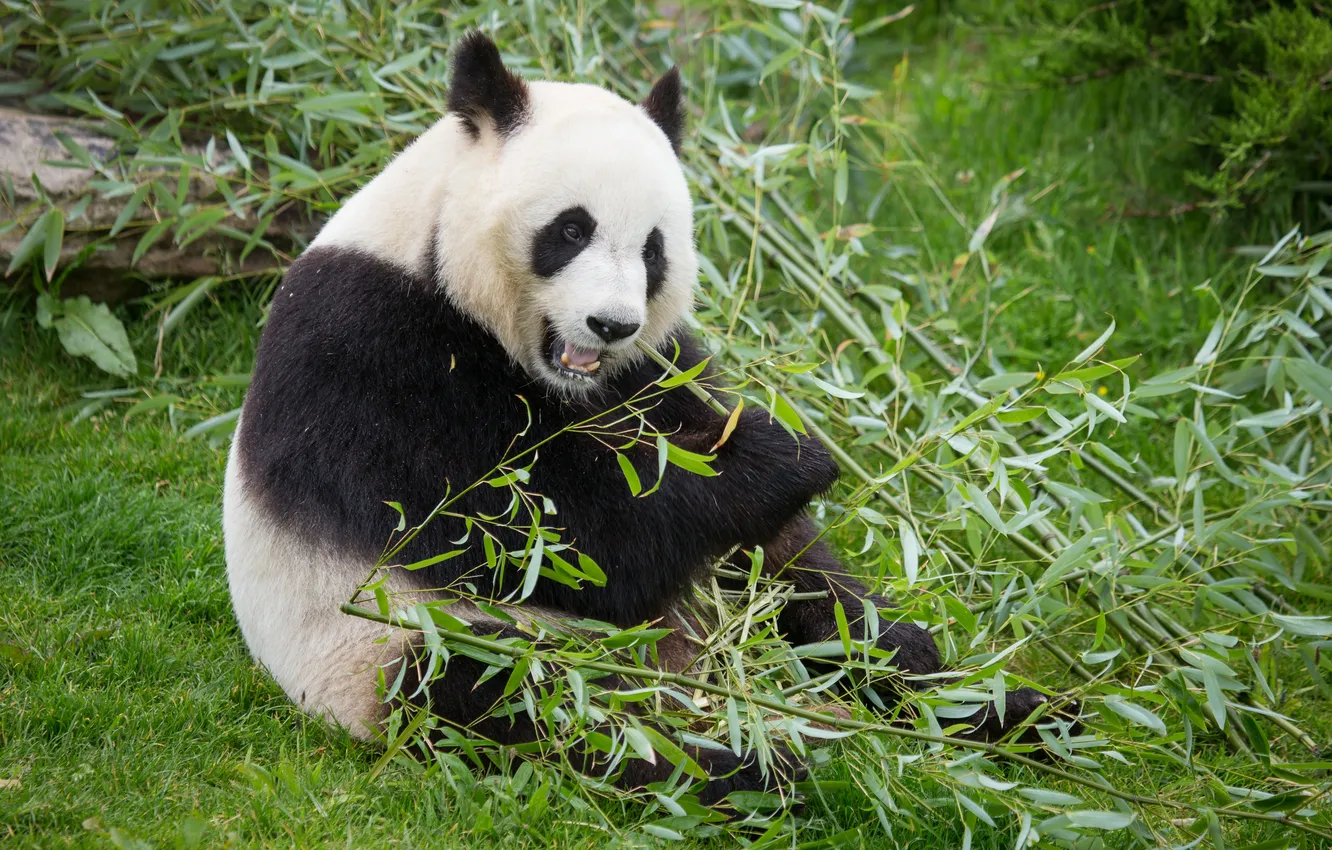 Photo wallpaper grass, bamboo, bear, Panda