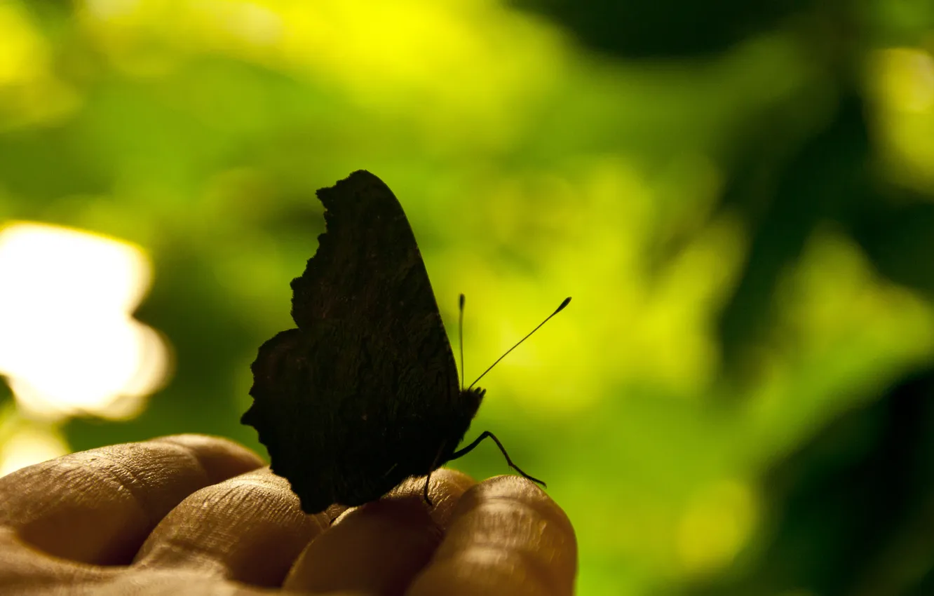 Photo wallpaper nature, butterfly, hand, fingers