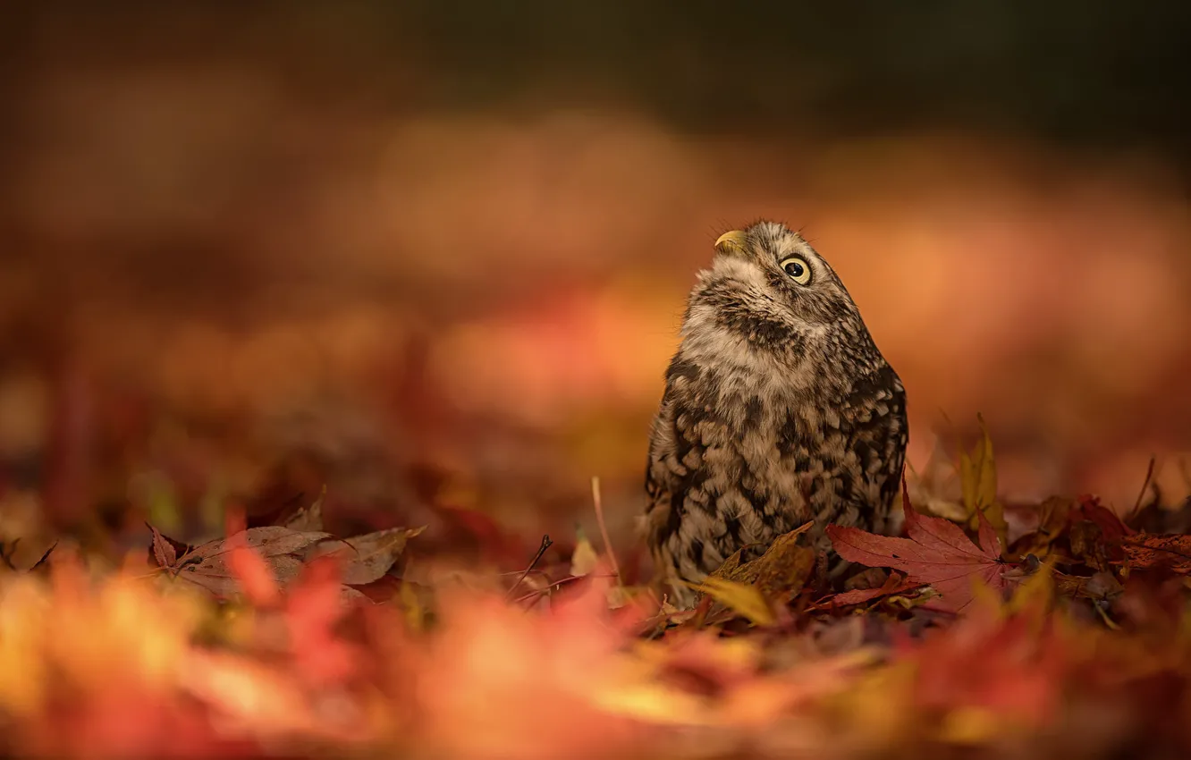 Photo wallpaper autumn, background, owl, bird, fallen leaves, The little owl