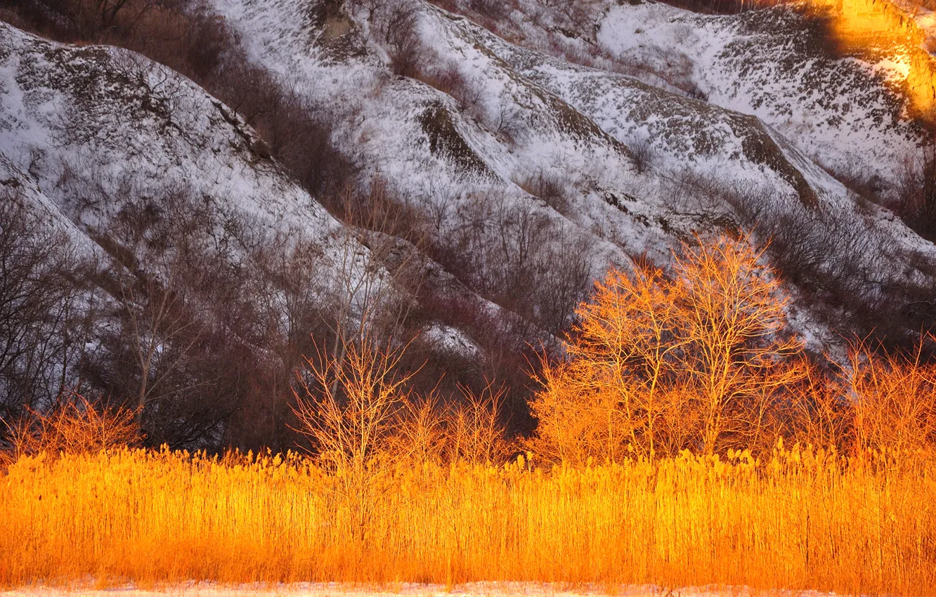 Photo wallpaper autumn, mountains, plant, slope