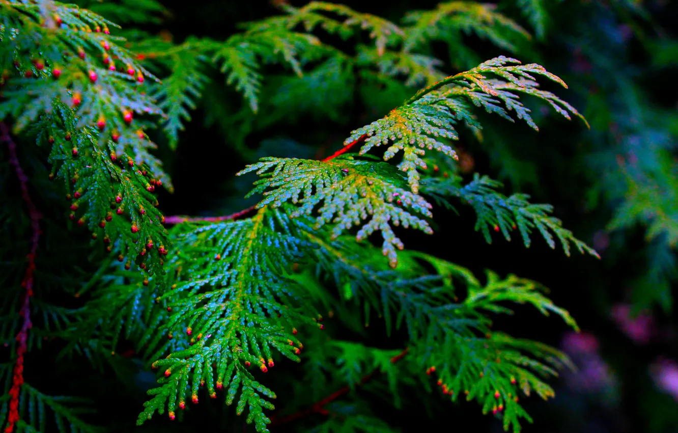 Photo wallpaper green, plant, twig