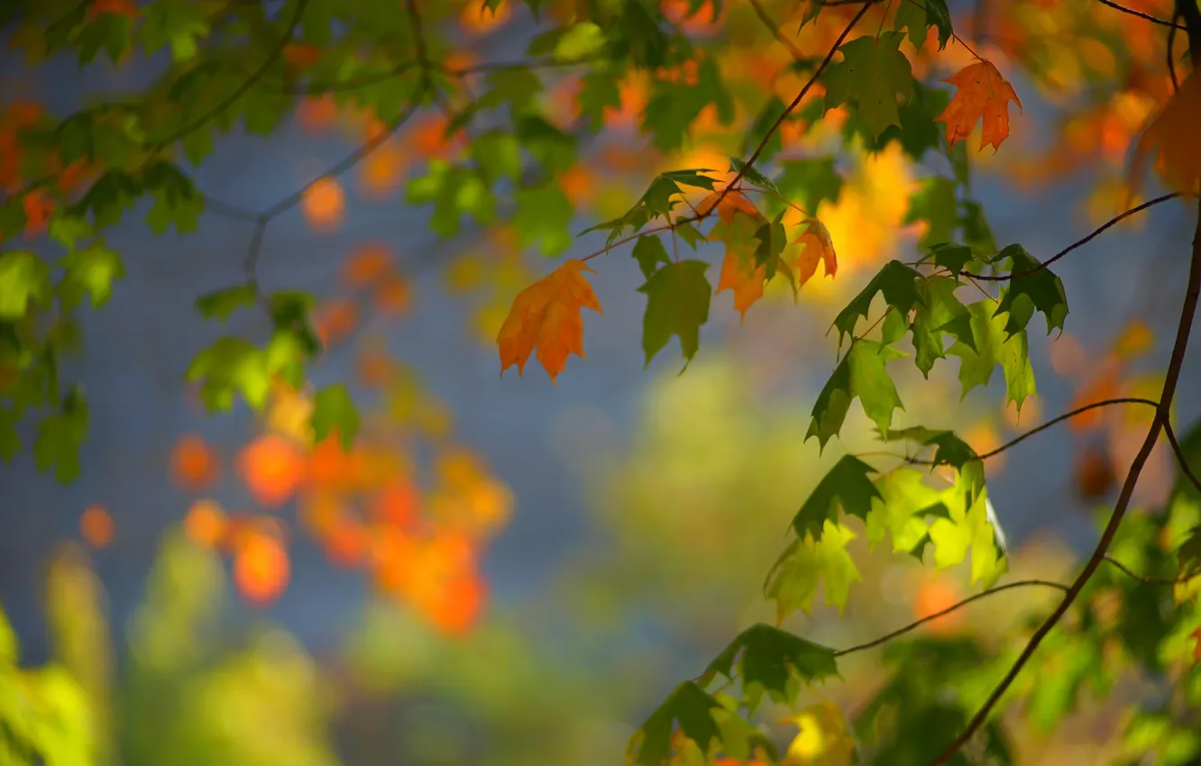 Photo wallpaper autumn, leaves, branches, maple, bokeh