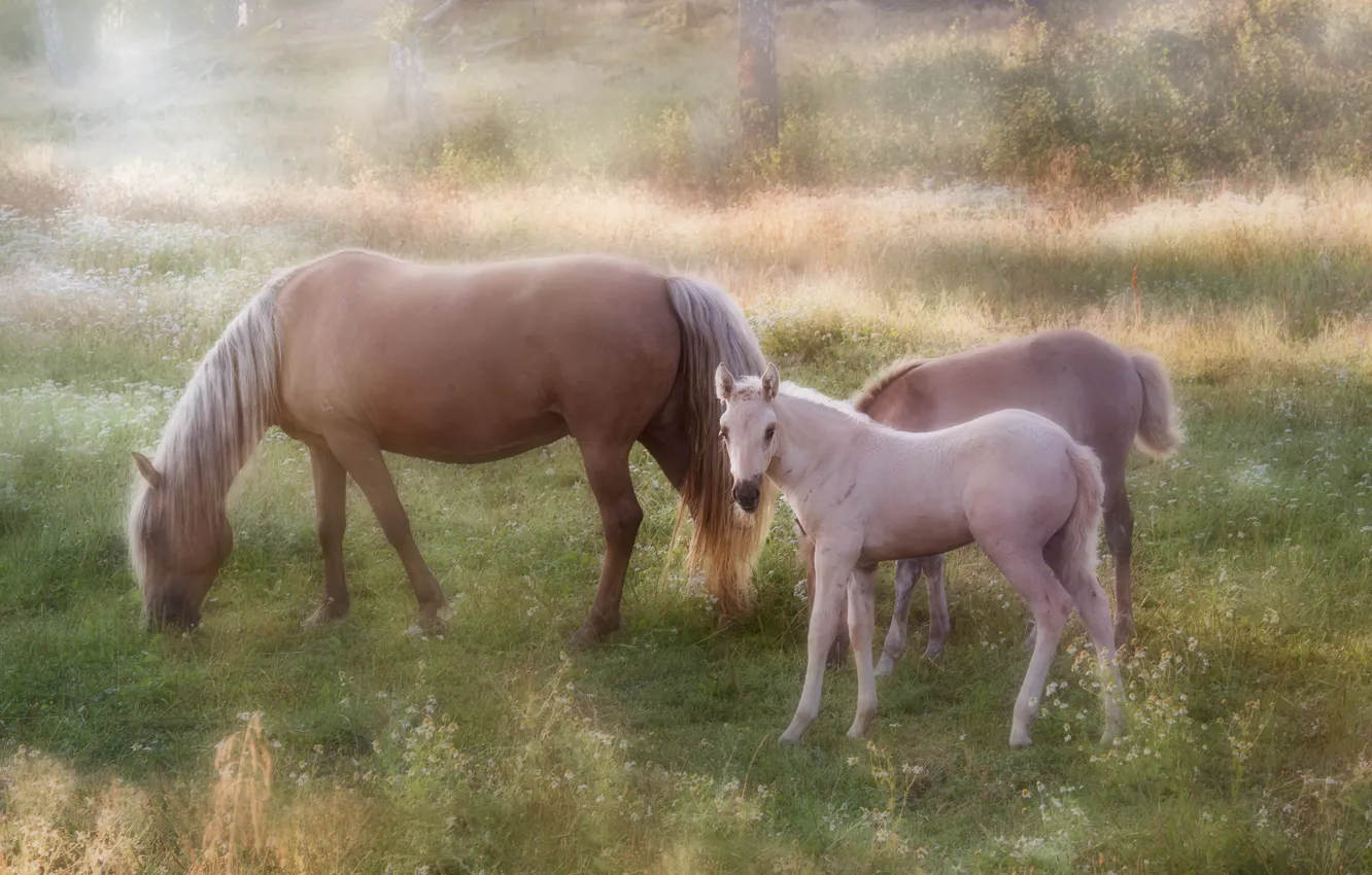 Photo wallpaper horses, horse, foal, grazing