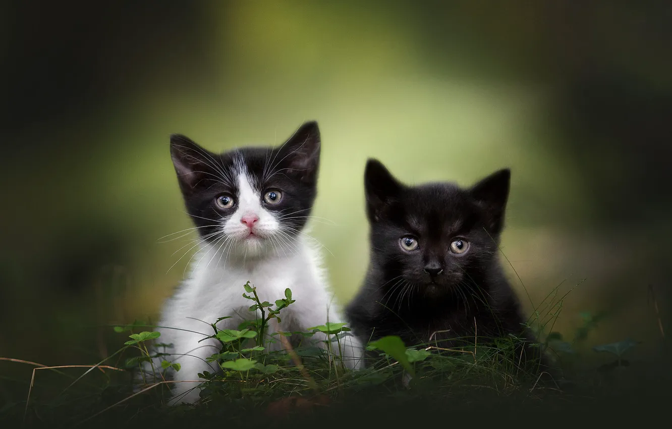 Photo wallpaper grass, look, cats, nature, pose, kittens, a couple, Duo