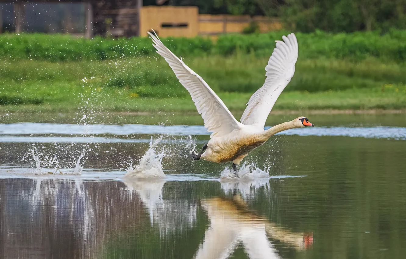 Photo wallpaper the rise, white, shore, pond, bird, stroke, wingspan, swans