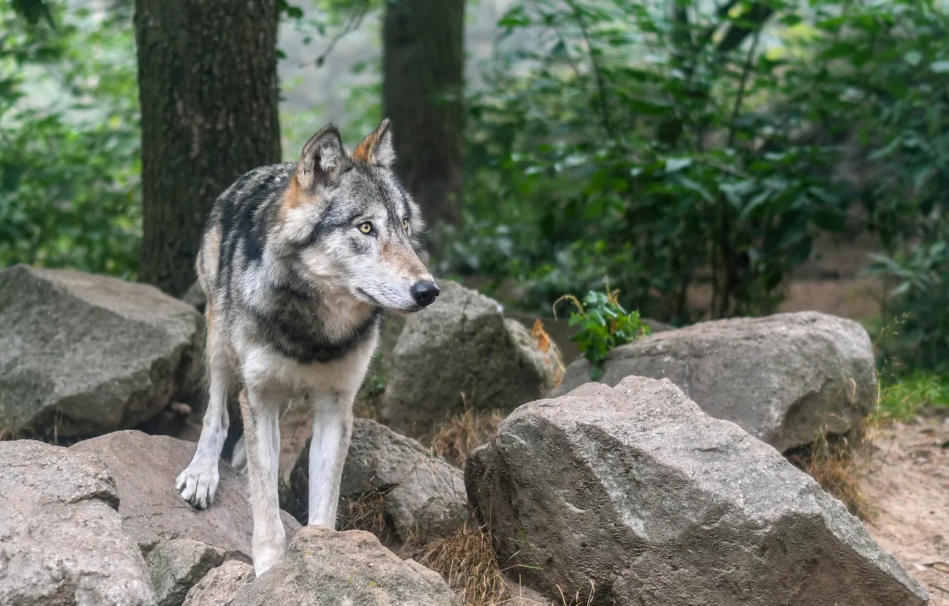 Photo wallpaper fantasy, nature, art, snow, predator, face, animal, wolf