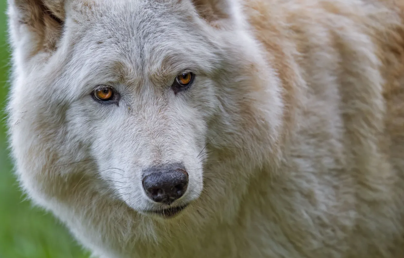 Photo wallpaper nature, Gray Wolf, face, animal, wolf, canis lupus, wildlife, head