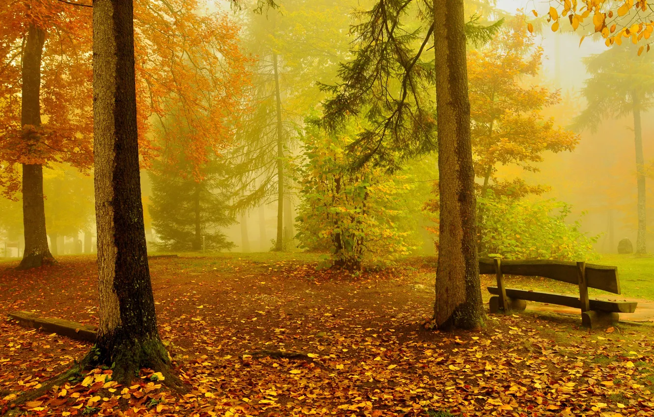 Photo wallpaper autumn, forest, trees, bench, yellow, gold
