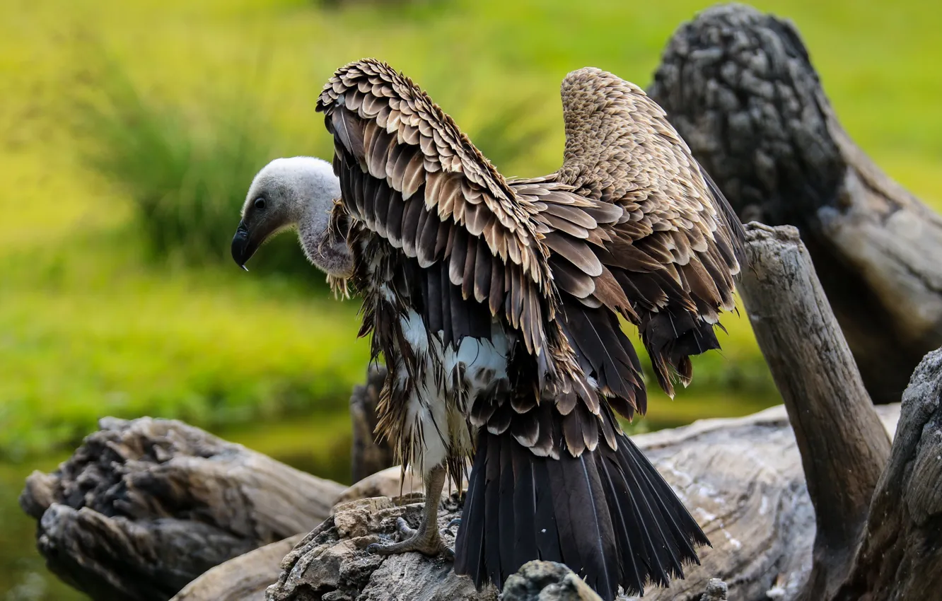 Photo wallpaper trees, nature, pose, background, bird, wings, feathers, snag
