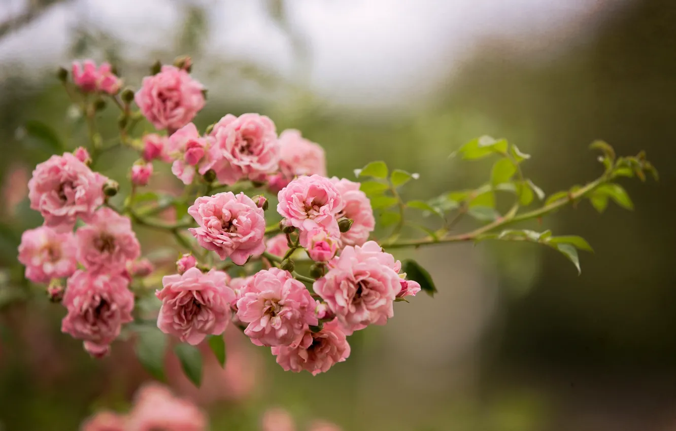 Photo wallpaper flowers, branches, nature, roses, pink, the bushes