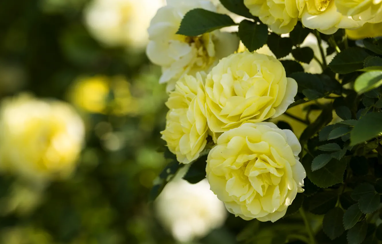 Photo wallpaper yellow, Bush, roses