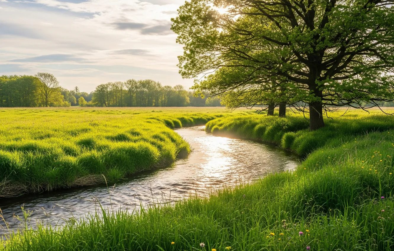 Photo wallpaper trees, clouds, Wallpaper, tree, wallpaper, stream, meadow, stream