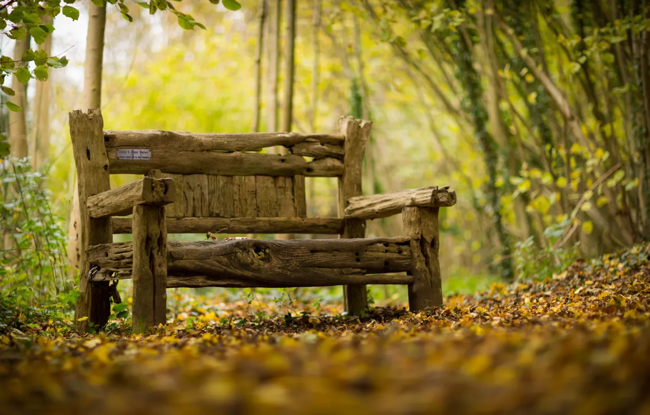 Photo wallpaper autumn, background, bench