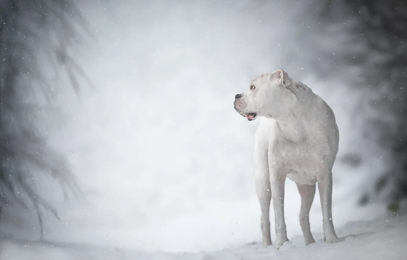 Photo wallpaper winter, white, dog, bokeh, boxer