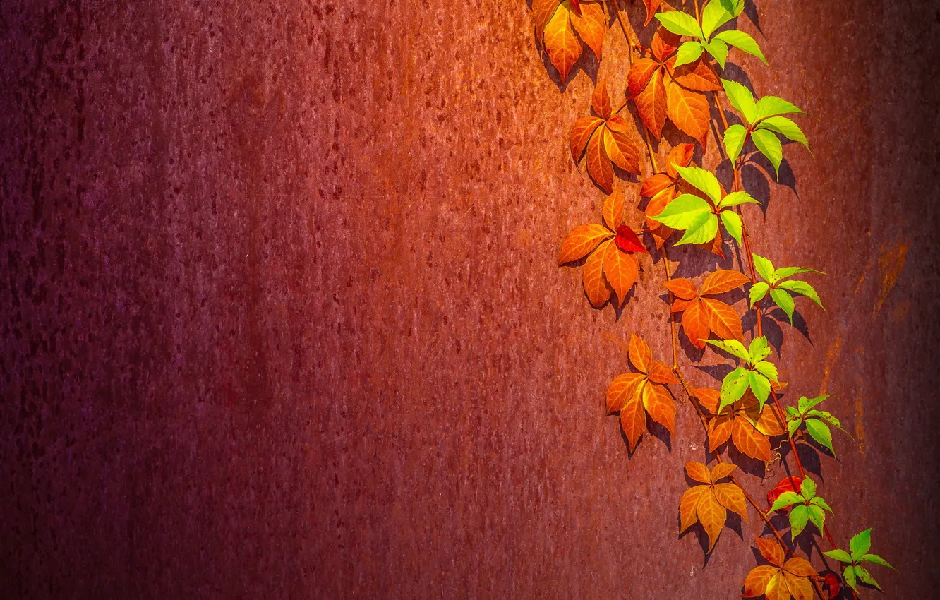 Photo wallpaper leaves, background, wall