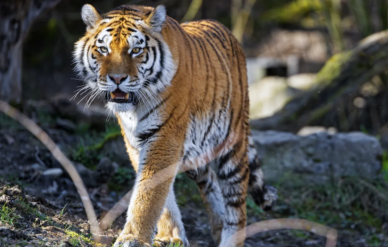 Photo wallpaper tiger, predator, roar, handsome