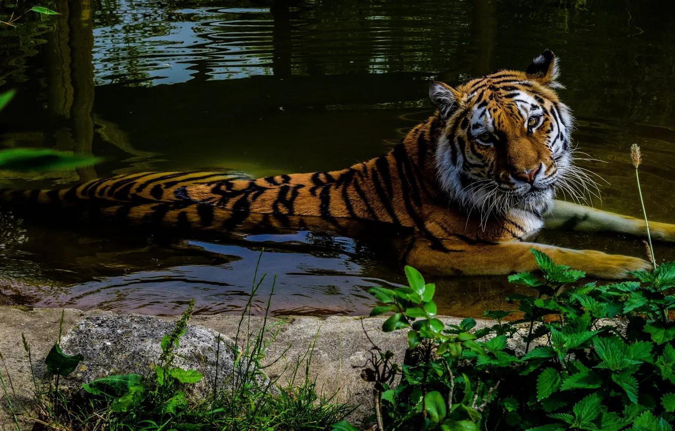 Photo wallpaper greens, summer, look, face, leaves, water, tiger, pose