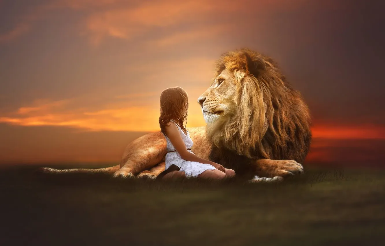 Photo wallpaper sunset, green grass, together, Leo, girl, the king of beasts, friends, The lion and the …