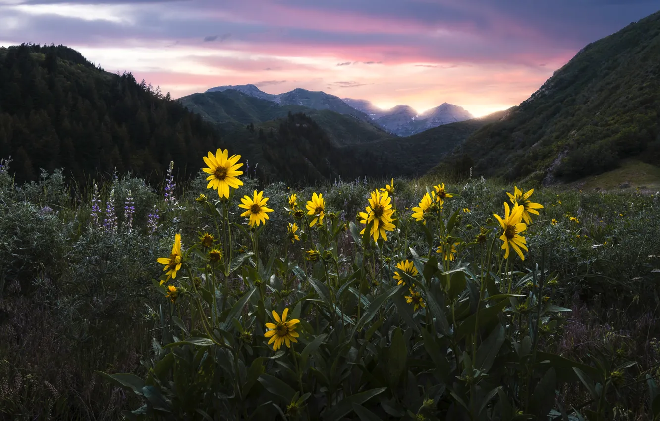 Photo wallpaper flowers, mountains, twilight