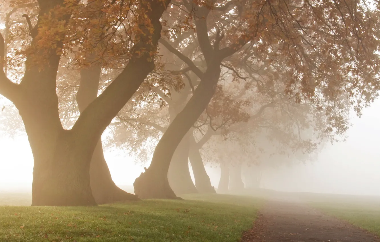 Photo wallpaper trees, fog, morning
