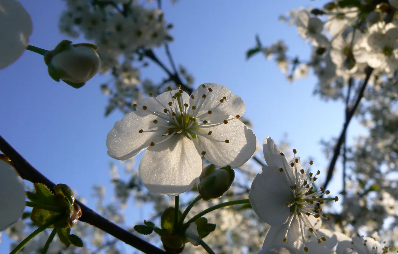 Photo wallpaper the sky, macro, cherry, Belarus, cherry blossoms, my photo