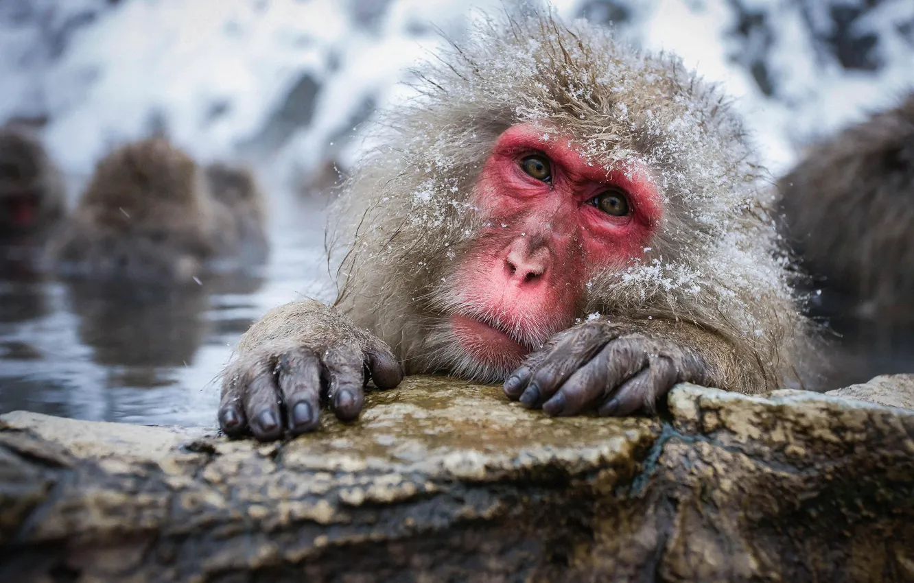 Photo wallpaper stones, looks, Japanese macaque