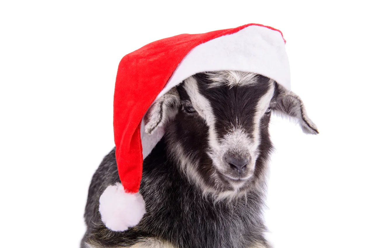 Photo wallpaper hat, new year, goat, New Year, goat, 2015, santa hat, the year of the goat