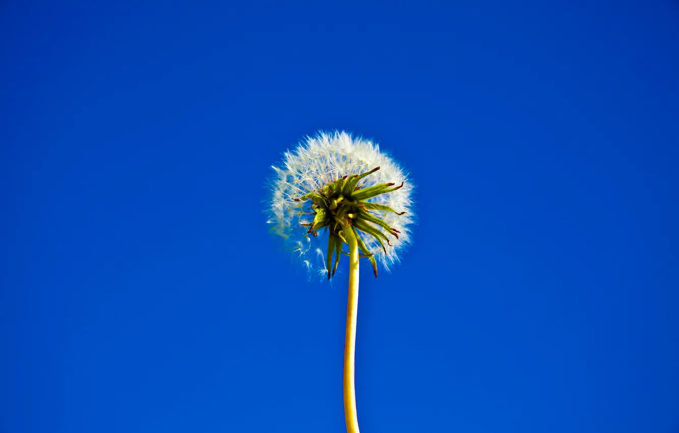 Photo wallpaper flower, the sky, dandelion, stem