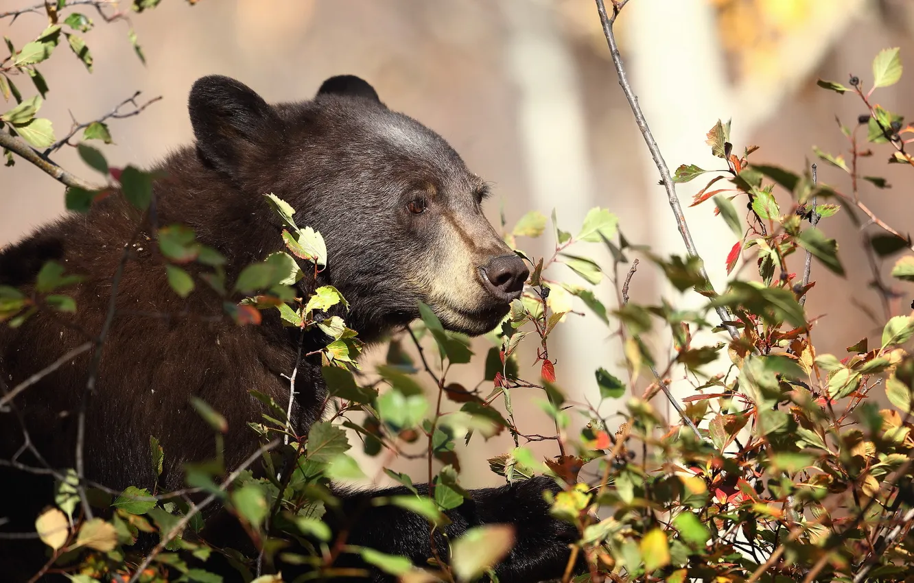 Photo wallpaper nature, background, bear